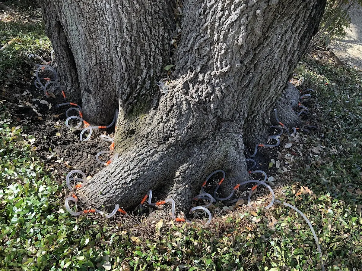 Detailed Shrub and Hedge Trimming job site in Hitchcock