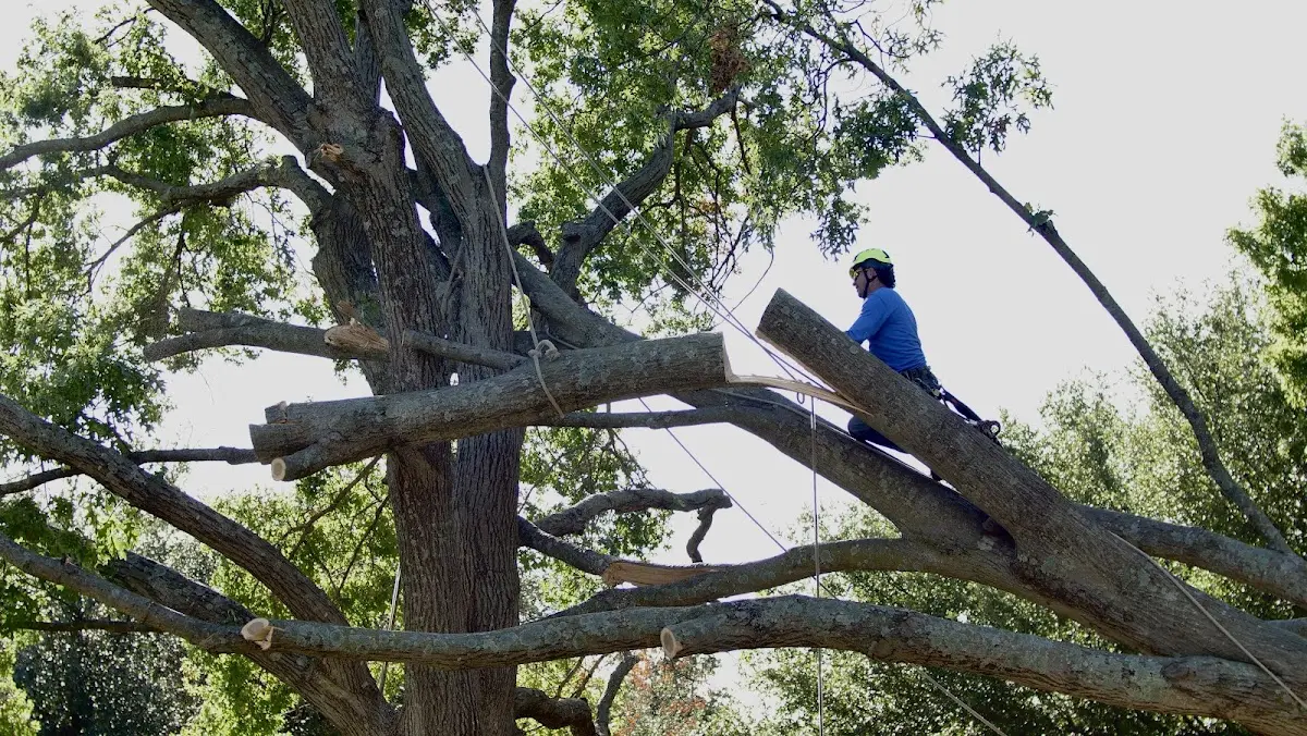 Professional Hazardous Tree Removal performed by certified arborists in Hitchcock